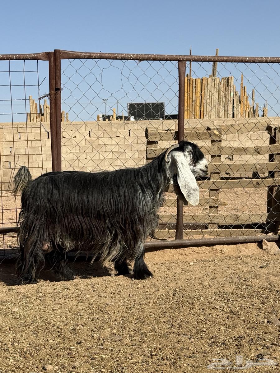 للبيع عنز عارضيه صننف ماشاءالله64409129764609110