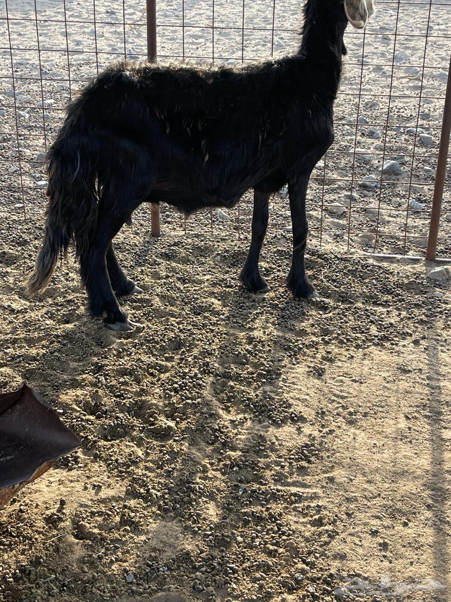 نعجة للبيع64412063018625110