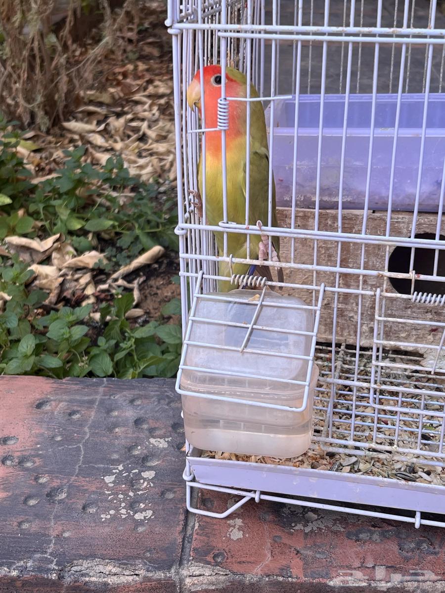 عصافير للبيع64406639871489110