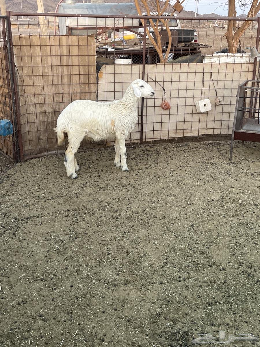 رخل للبيع64410217152129112