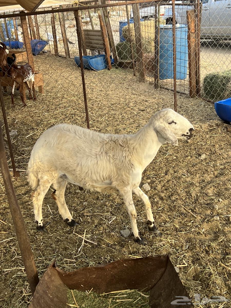 طلى شحم ( تم البيع )64406765143042111