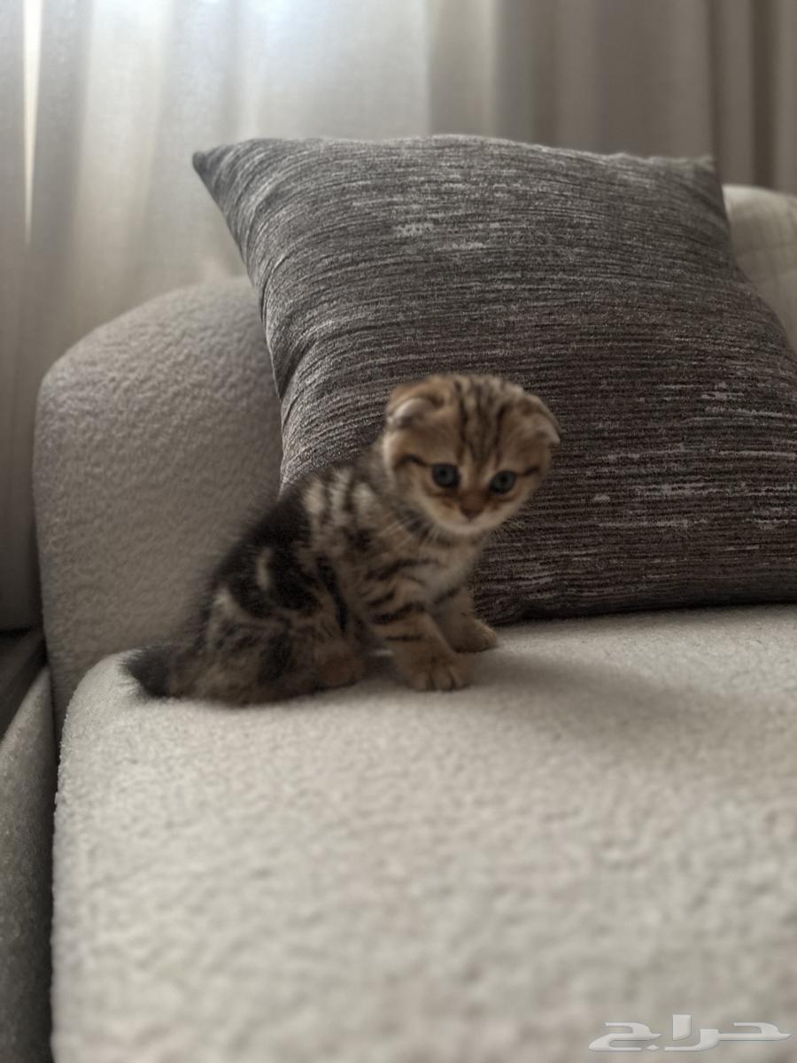 بسه سكوتش فولد للبيع64411888619010113