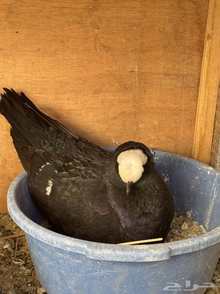 Joz Saxson64410045804545110