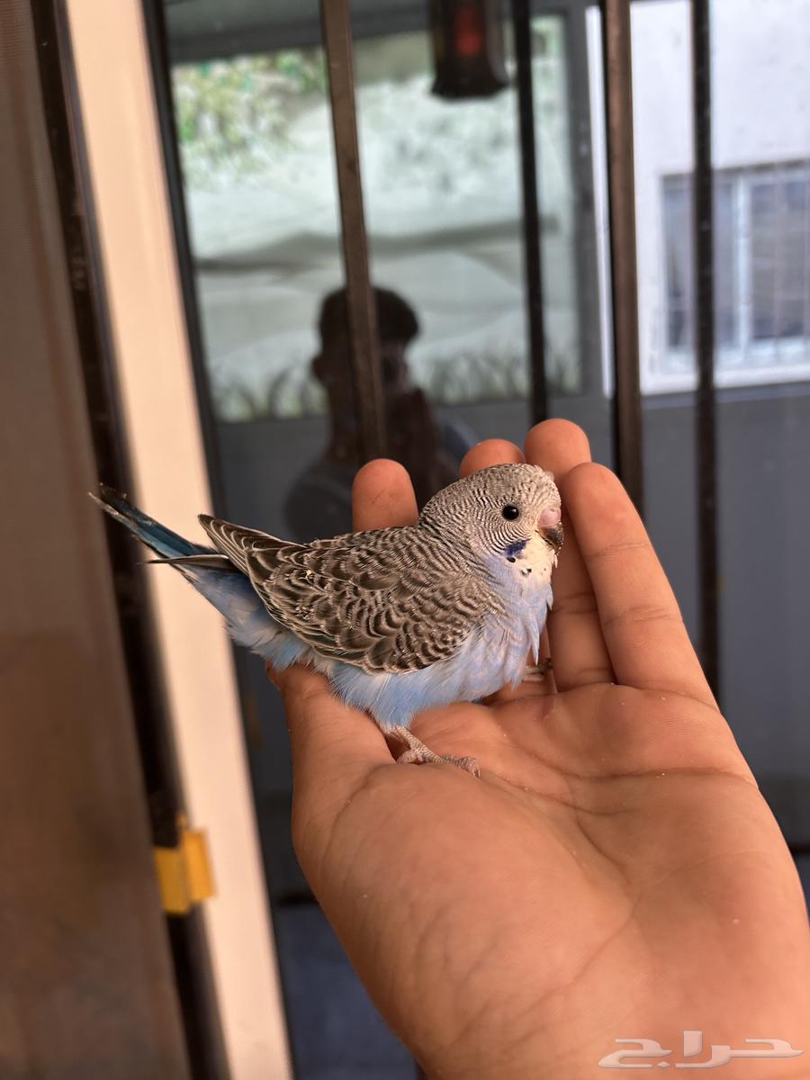 فروخ باجي غر بلاك فيس64410116325379112