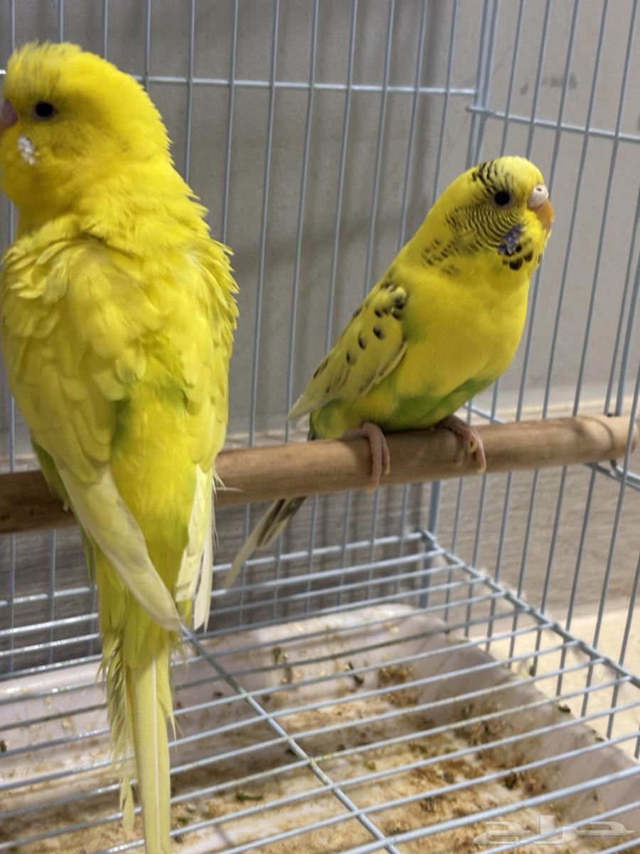 (Sold) Pair of Badji Producing (Super Jumbo)64406262826114113