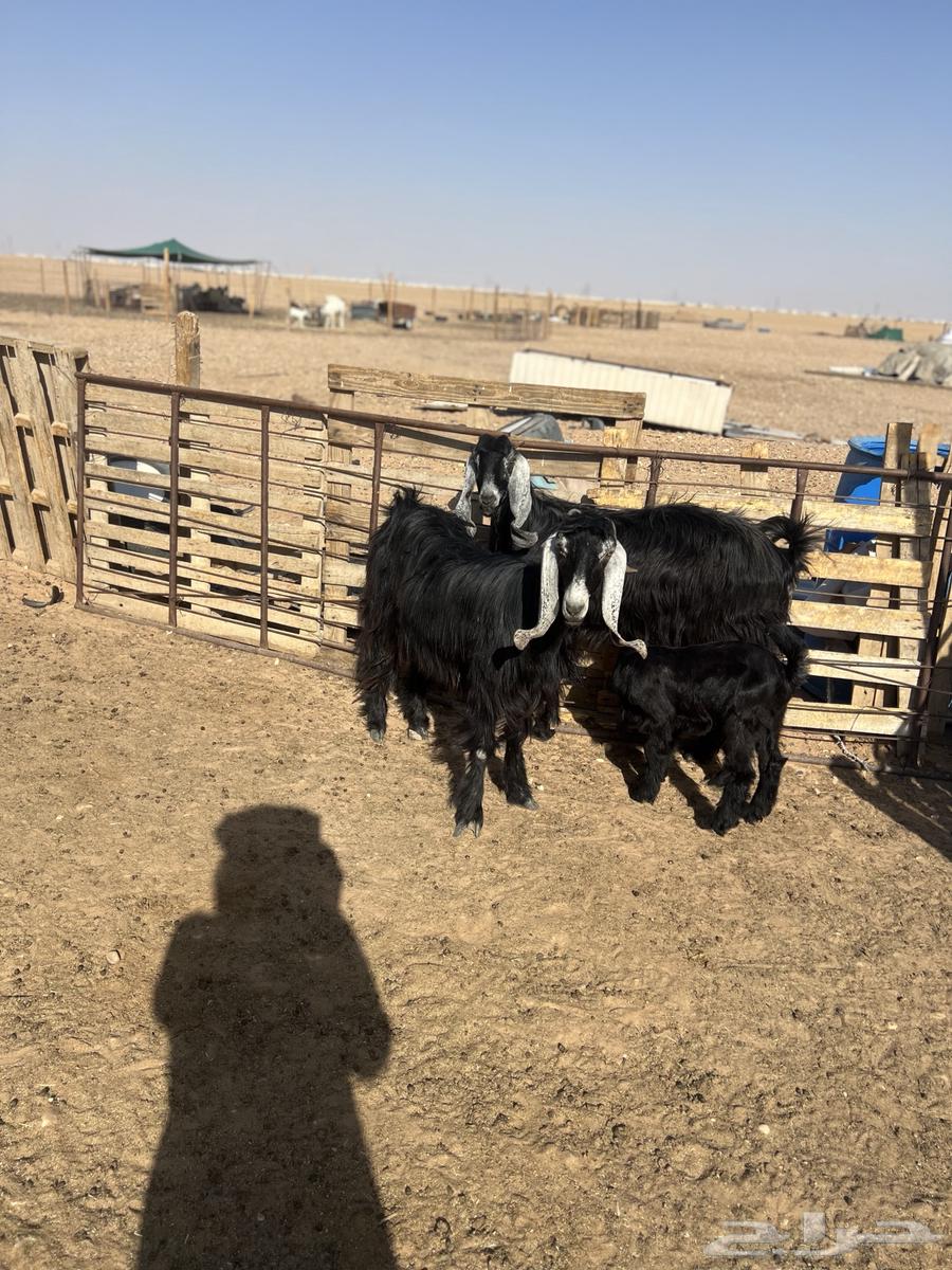 Goat with desirable traits64406457923075111