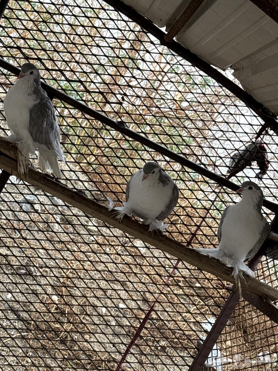 بلجرشي64408510897794111