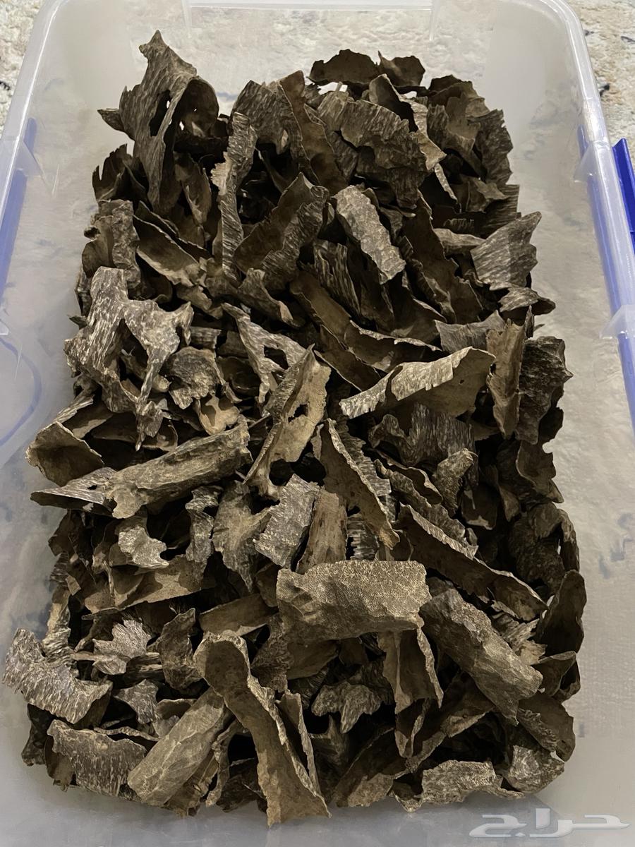 عود فيتنامي طبيعي64411661341826110