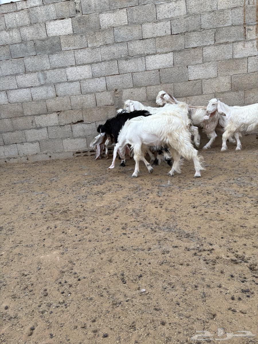 للبيع تيوس طيبه وسمينة الموقع صلبوخ64406207151873110