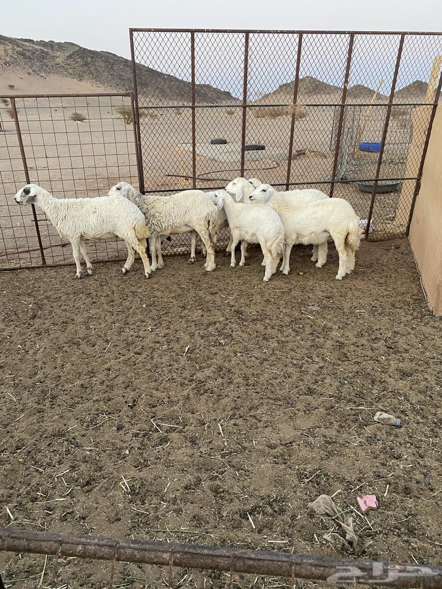 رخال مقنوي العد 7 الموقع الحناكيه تم البيع تم البيع64410130118531114