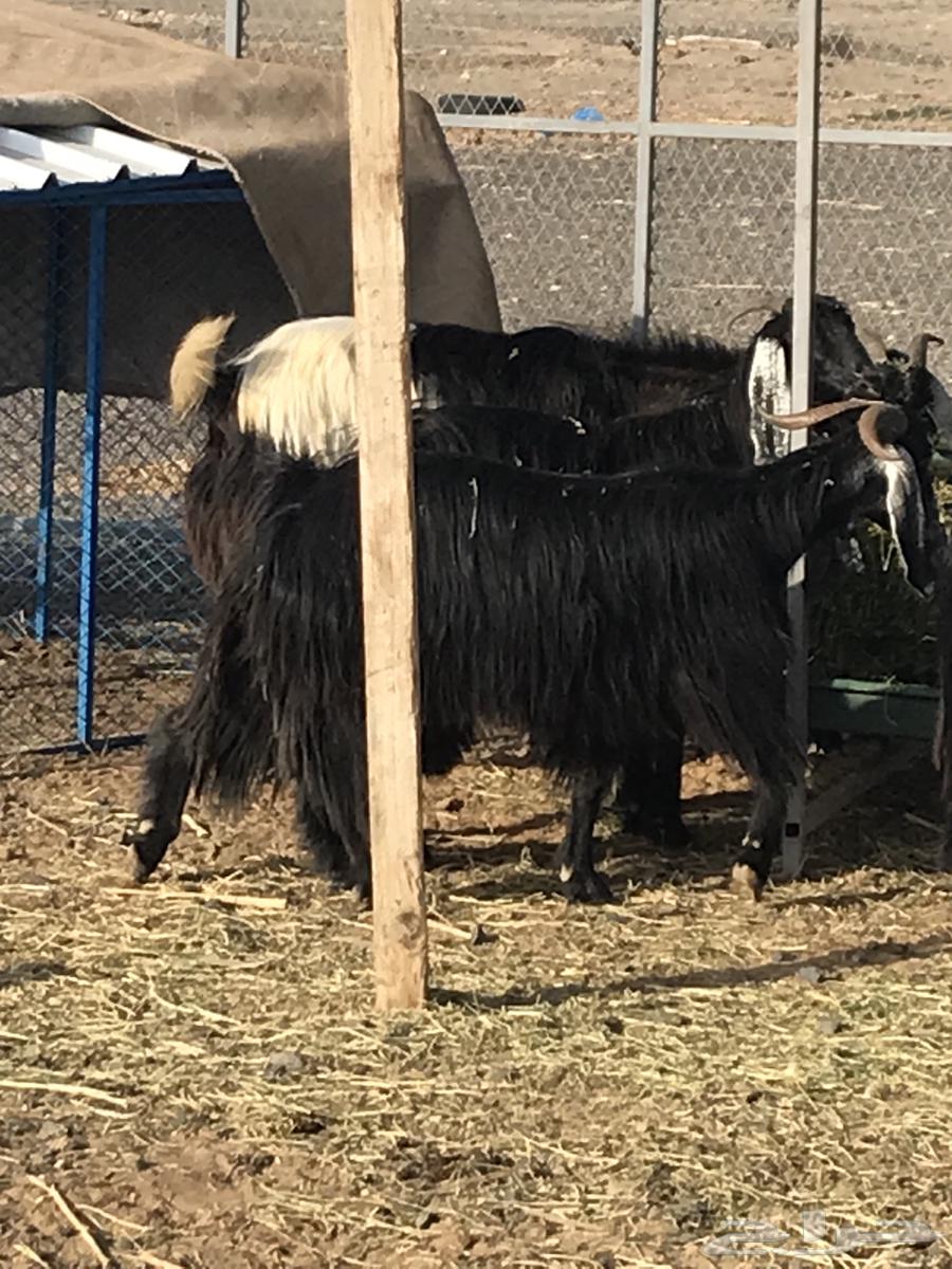 معزا عوارض فاخرة64407993466497111