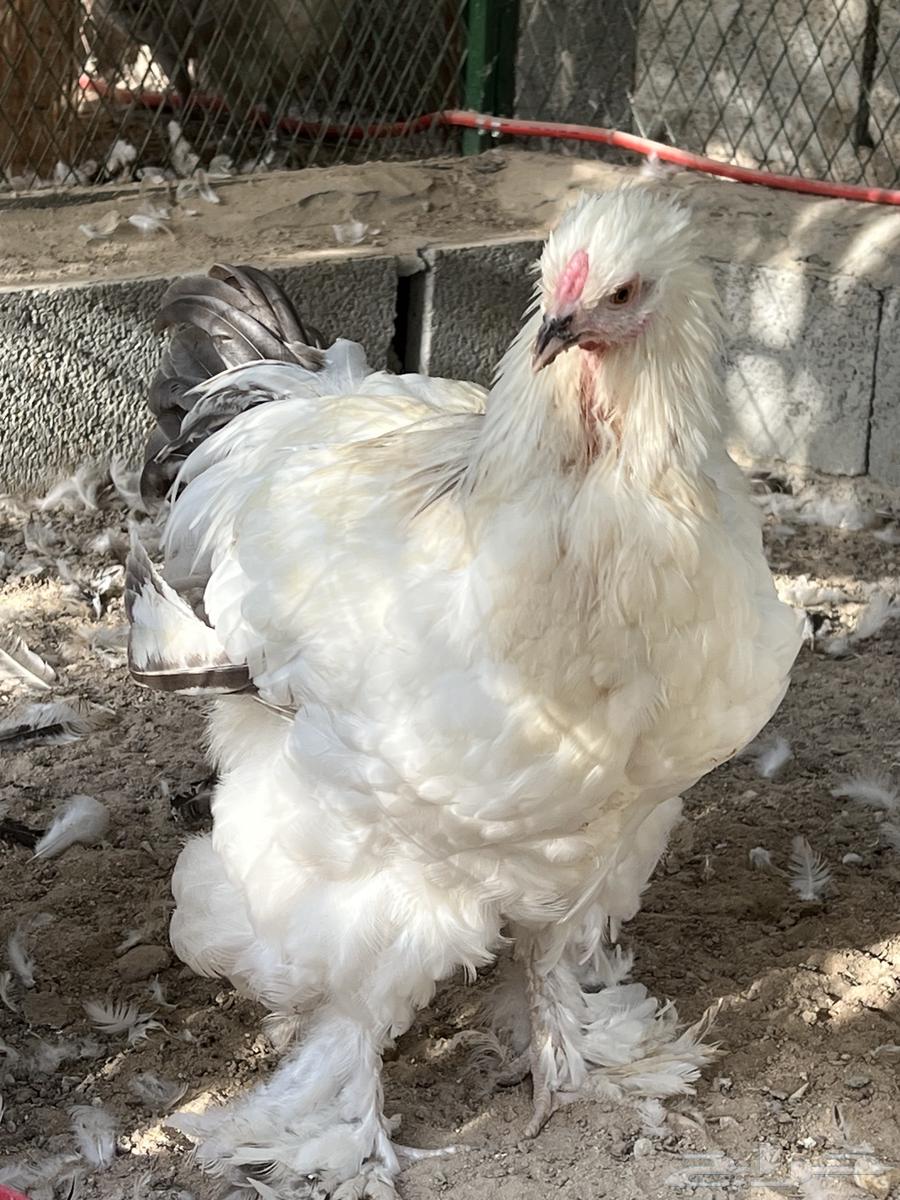 ديك براهما كلومبي64406249039746110