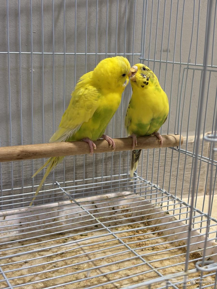 (Sold) Pair of Badji Producing (Super Jumbo)64406262826114114