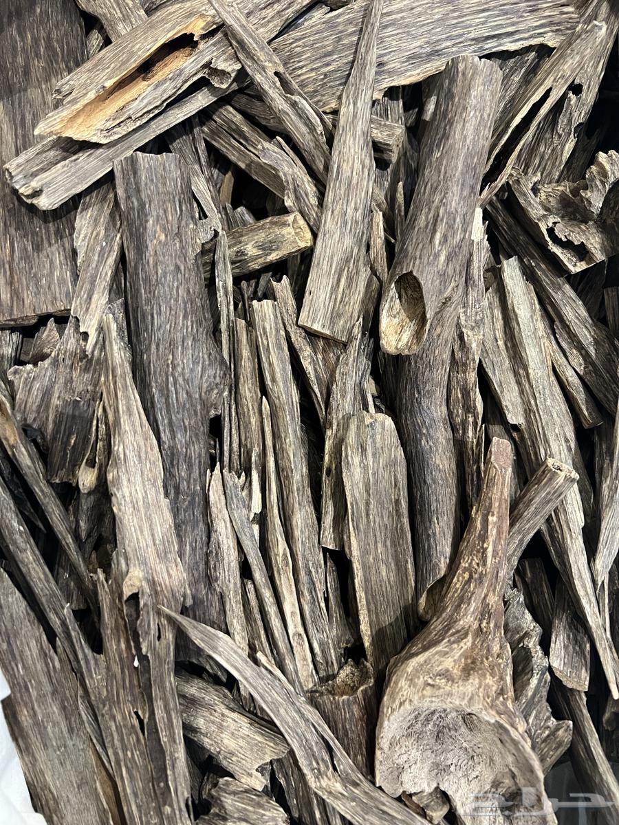 عود هندي غابات64408007593986111