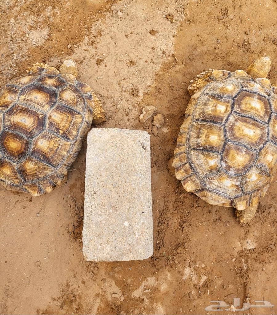 Turtles64408202580227113