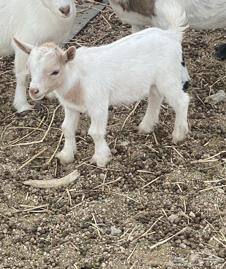 يتوفر اثنين قزمي للبيع العمر شهر و20 يوم64410494649730110
