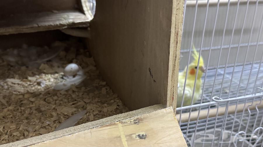 Crown Pair64410116356226110