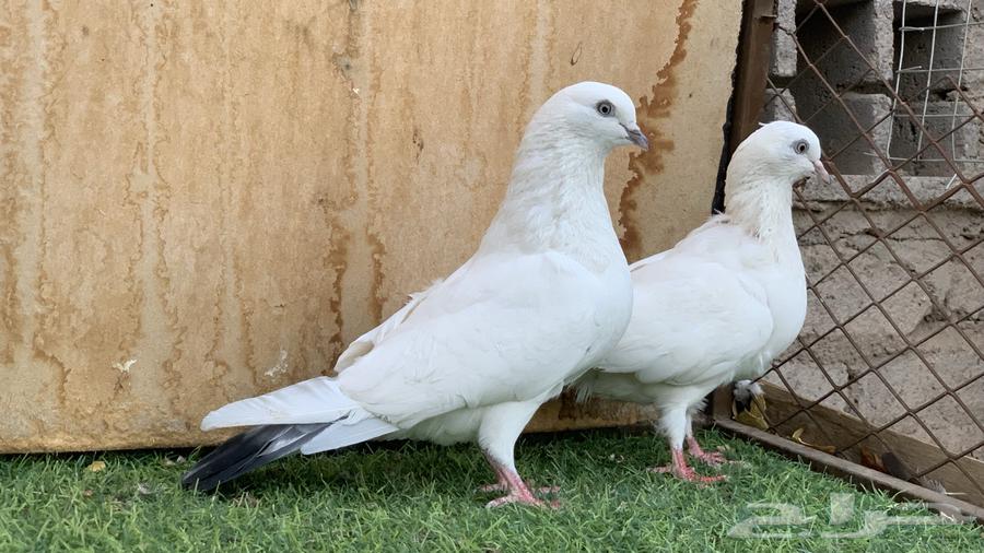 حمام باكستاني64408878236547111