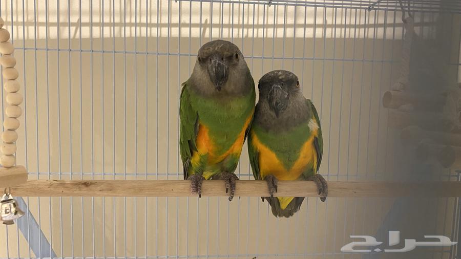 جوز سنغالي للبيع محلل64408301105794112