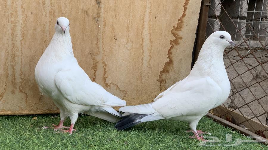 حمام باكستاني64408878236547113