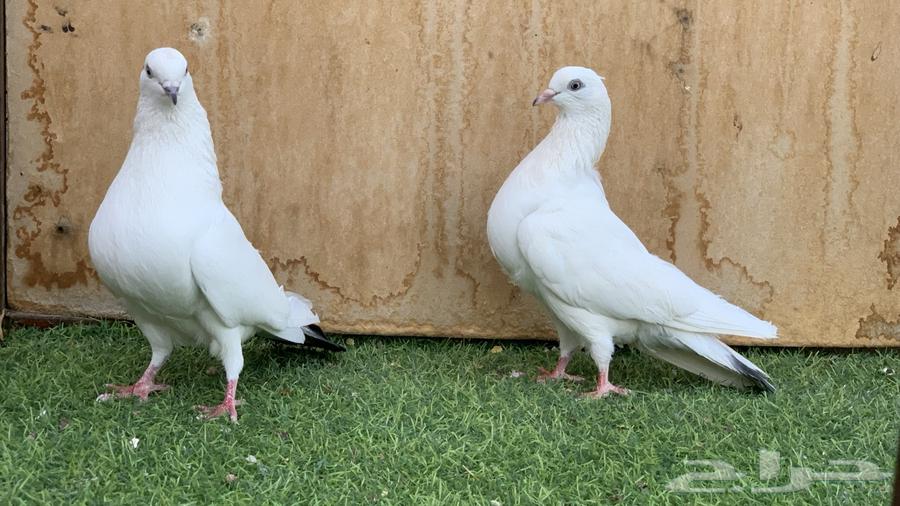 حمام باكستاني64408878236547112