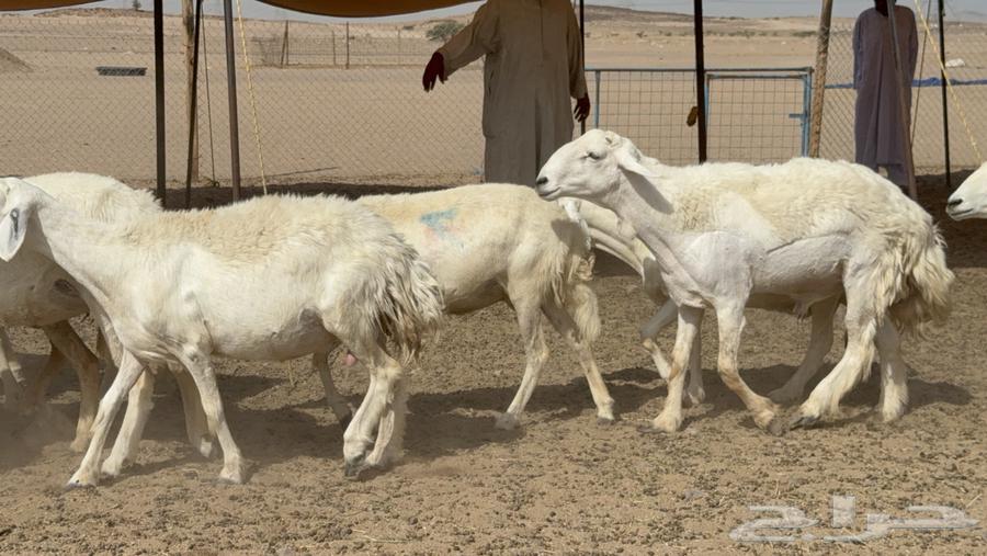 غنم حريات حرش خلفات صنف عددها 17 معاها 11 والفحل64407182446081113