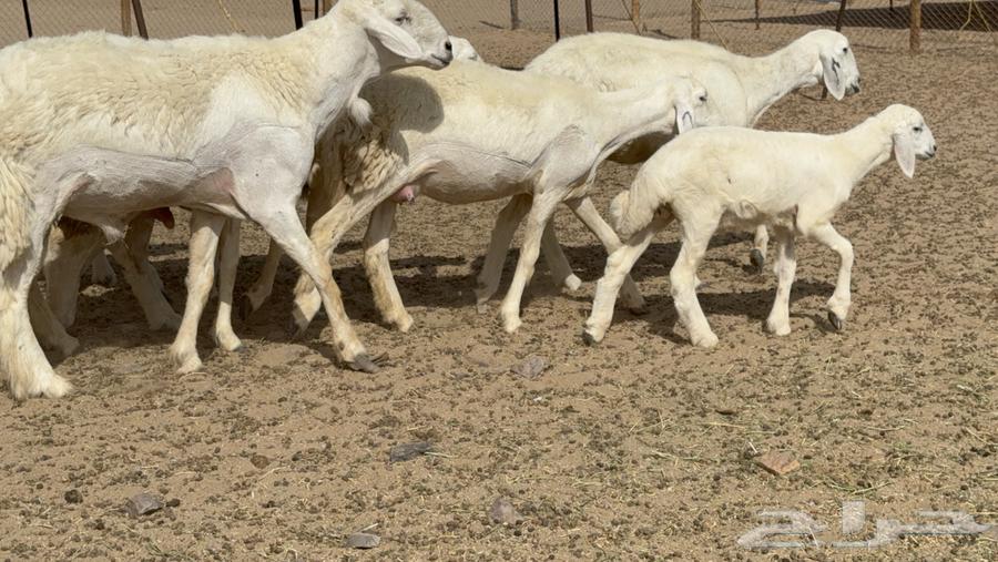 غنم حريات حرش خلفات صنف عددها 17 معاها 11 والفحل64407182446081114