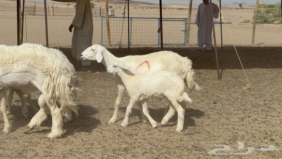 غنم حريات حرش خلفات صنف عددها 17 معاها 11 والفحل64407182446081110