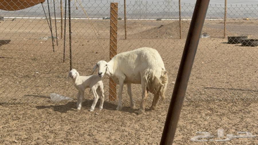 غنم حريات حرش خلفات صنف عددها 17 معاها 11 والفحل64407182446081111