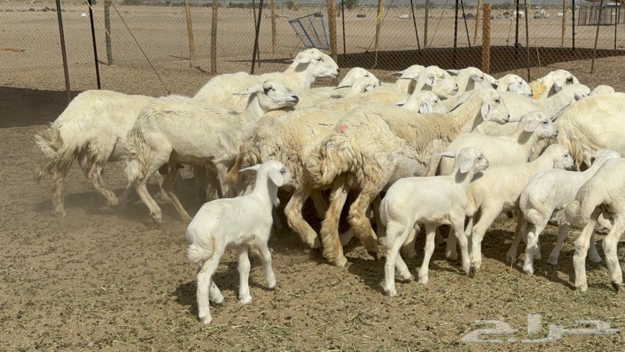 غنم حريات حرش خلفات صنف عددها 17 معاها 11 والفحل64407182446081112