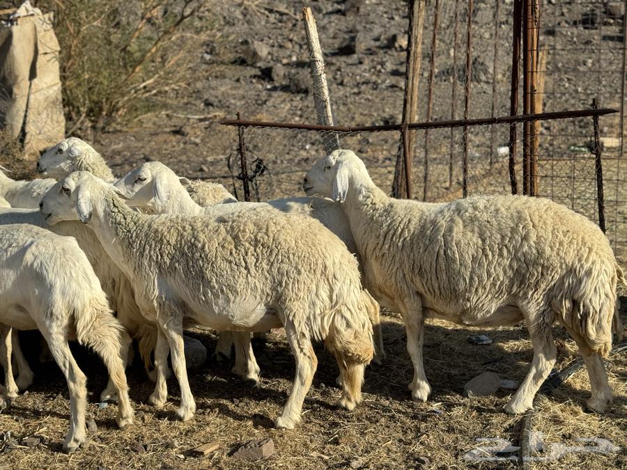 ضان ولد ودفيع( تم البيع )64410376960641114