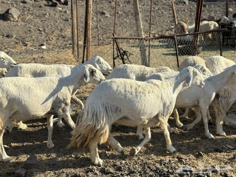 ضان ولد ودفيع( تم البيع )64410376960641110