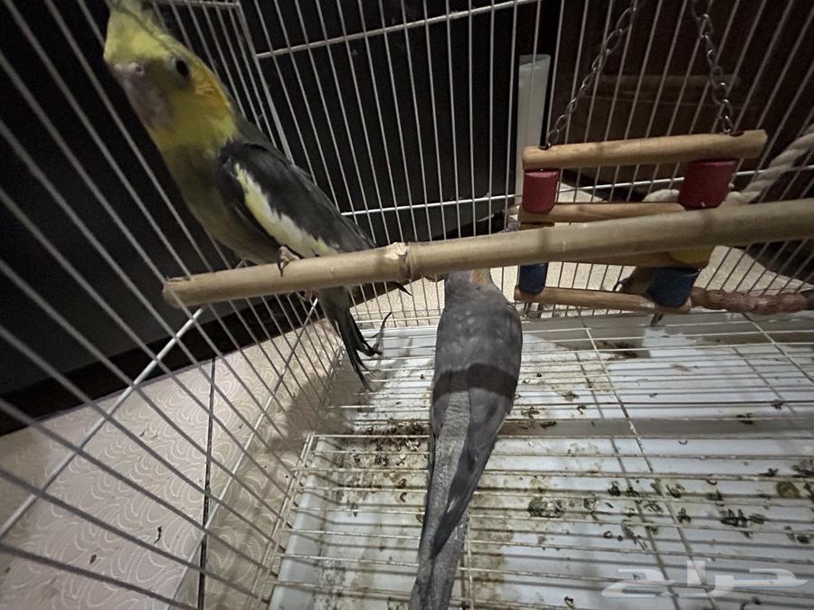 عصافير كروات للبيع64411324665475112