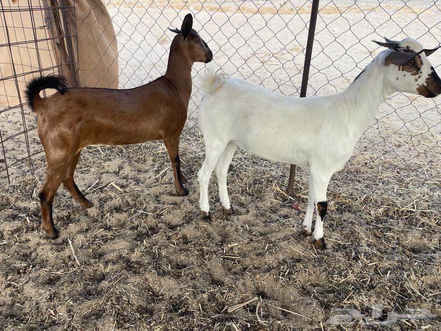 جفار مقاني64410867301889110