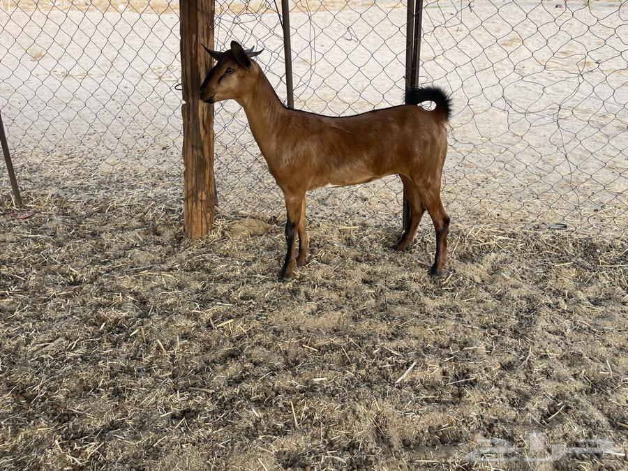 جفار مقاني64410867301889112