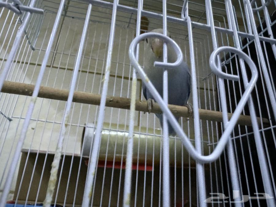 Tayr Roz64411942354562111