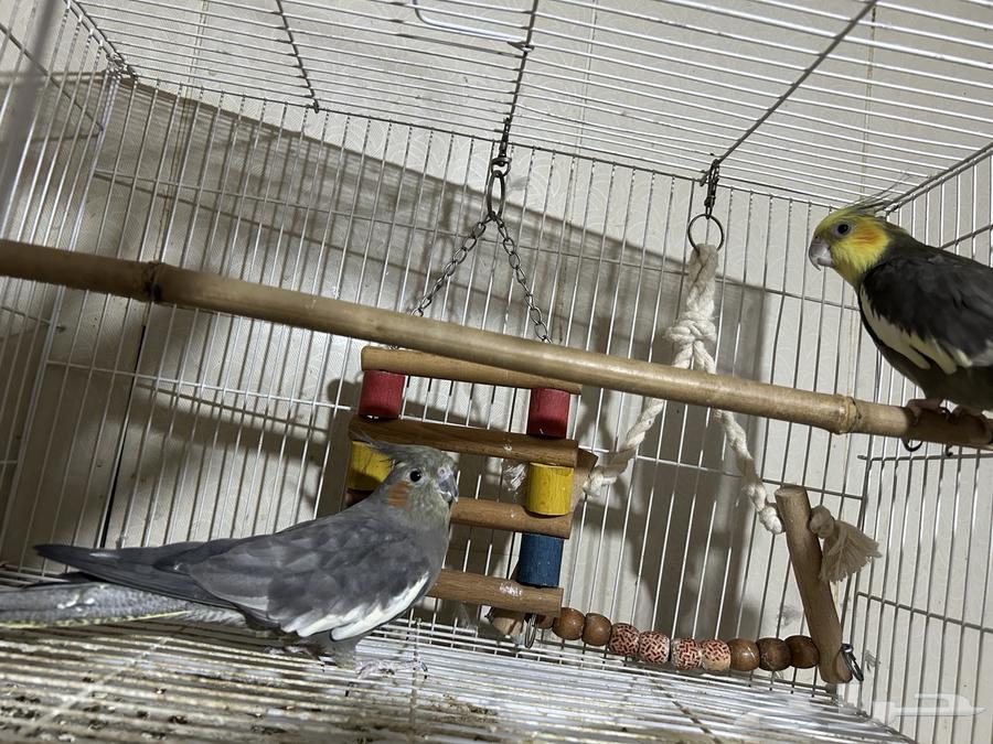 عصافير كروات للبيع64411324665475110