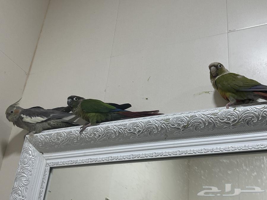 جوز كنيور و واحد كروان64406917856899110