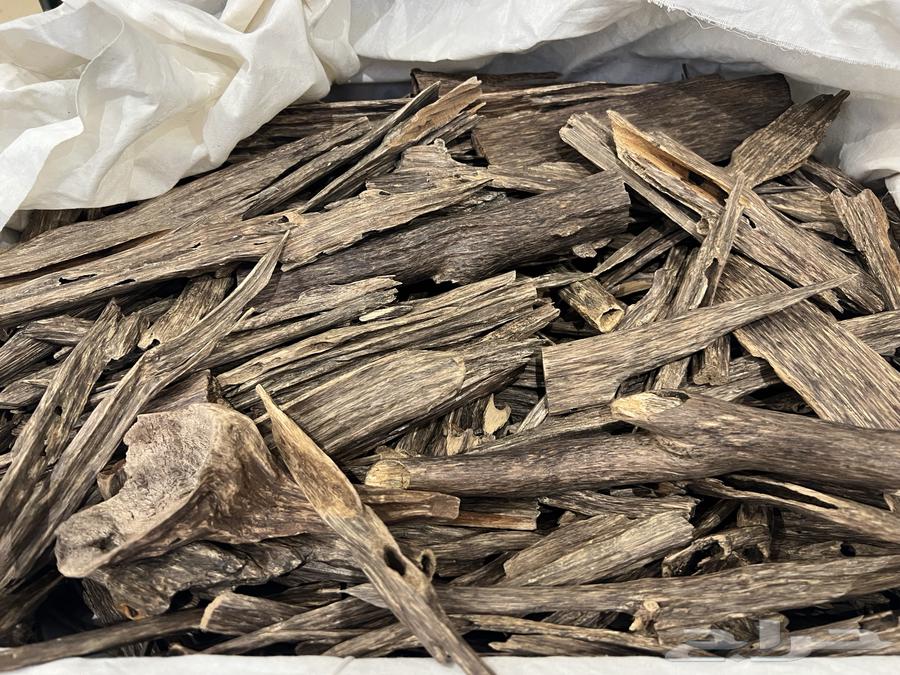 عود هندي غابات64408007593986112