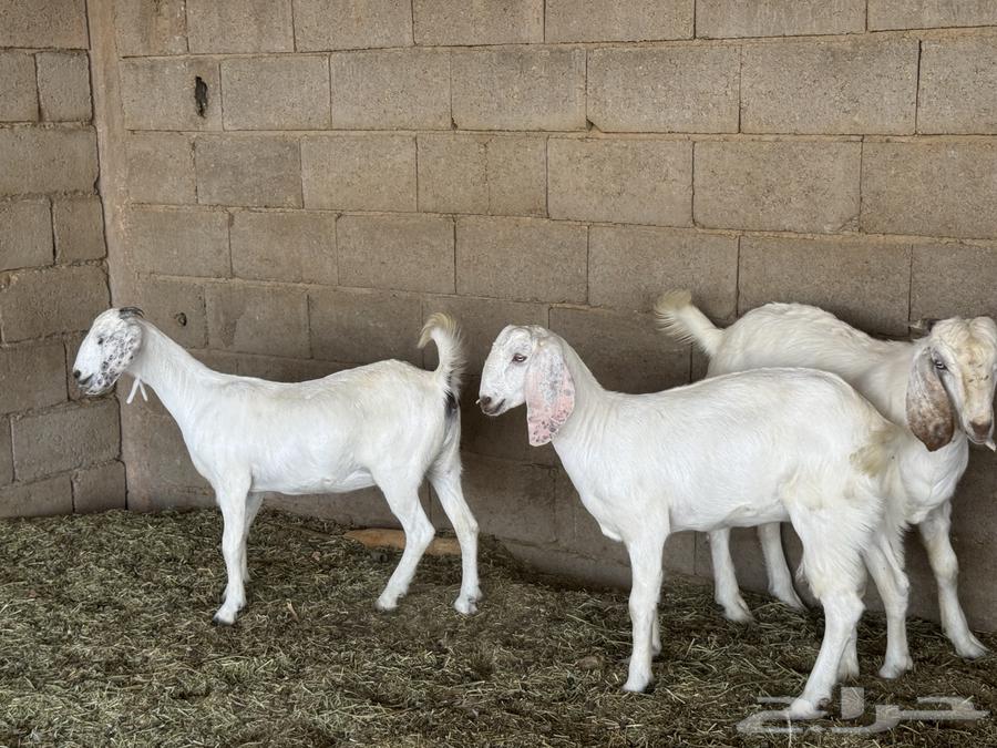 Jafar64406179736835111