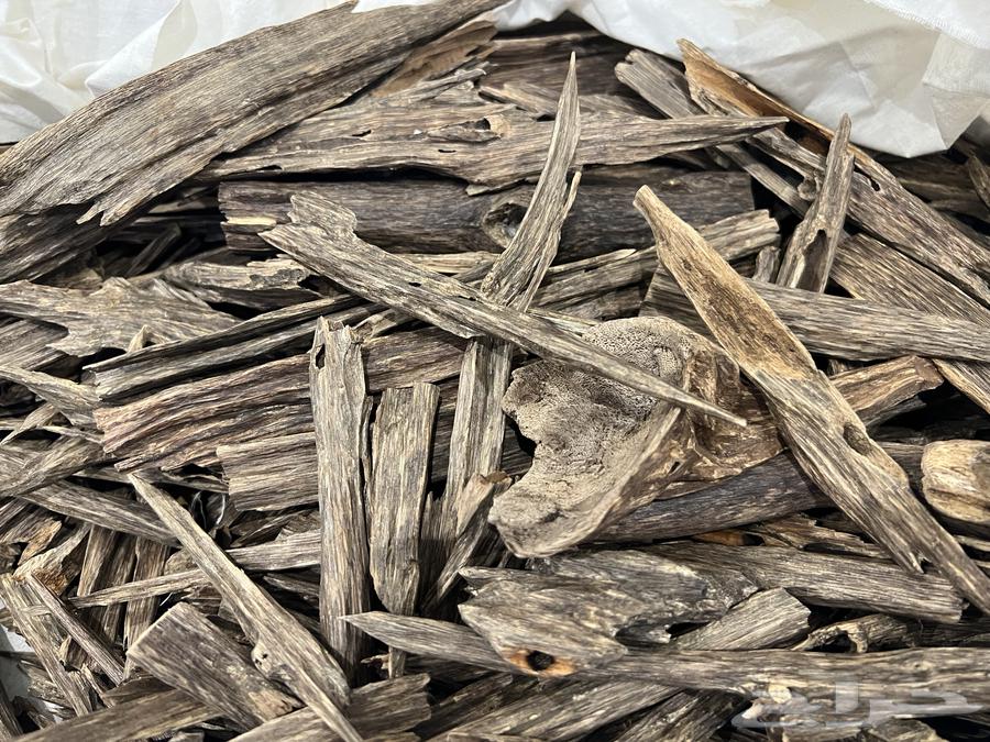 عود هندي غابات64408007593986110