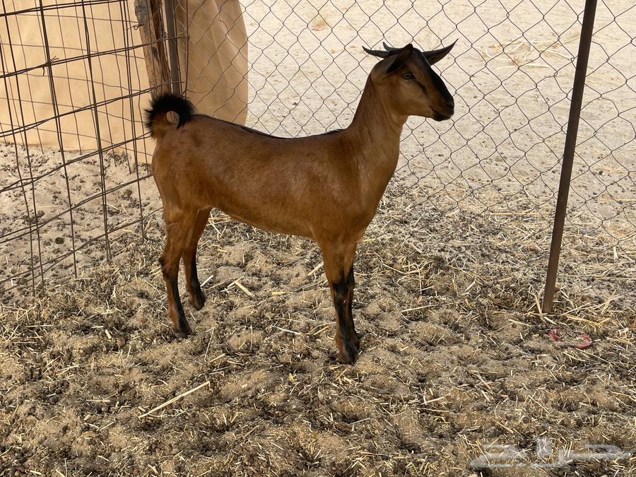 جفار مقاني64410867301889114