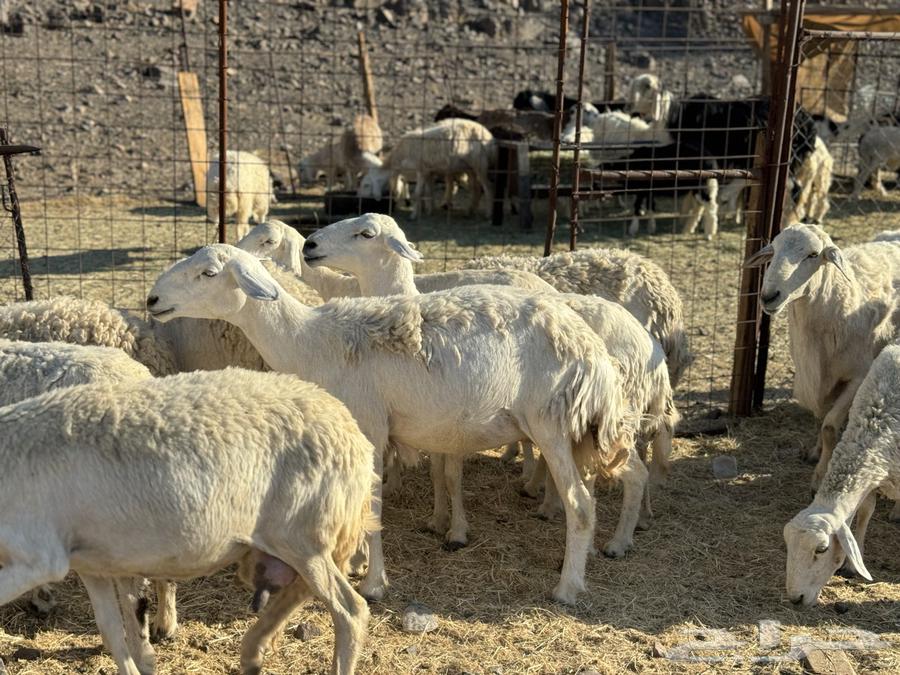 ضان ولد ودفيع( تم البيع )64410376960641113