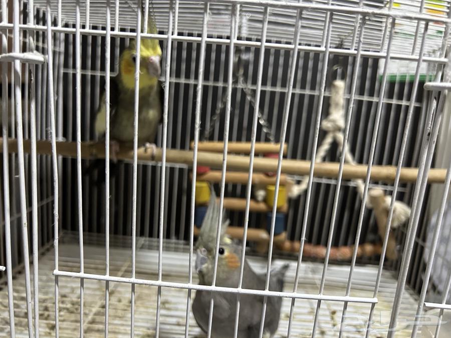 عصافير كروات للبيع64411324665475111