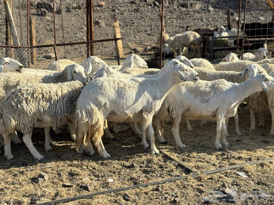 ضان ولد ودفيع( تم البيع )64410376960641112