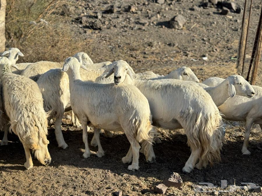 ضان ولد ودفيع( تم البيع )64410376960641111