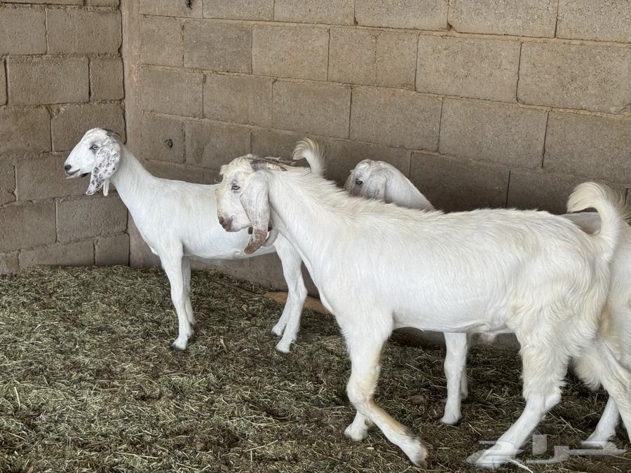 Jafar64406179736835110