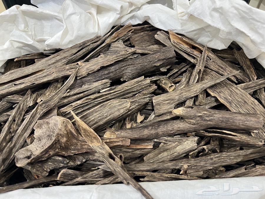 عود هندي غابات64408007593986113