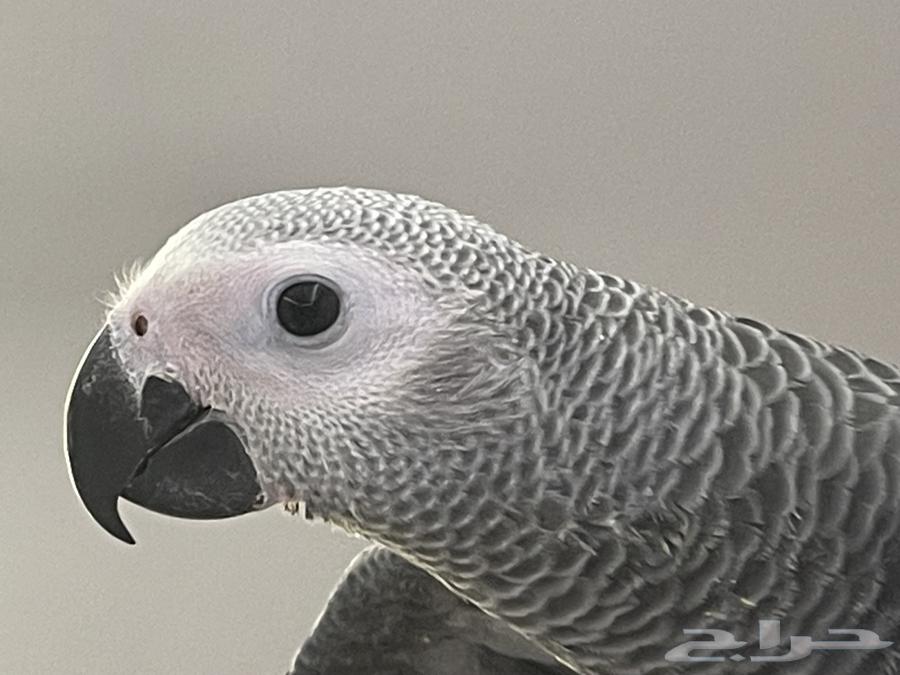 كاسكو هدد نشبه64408329606787113