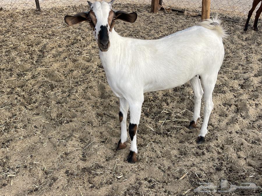 جفار مقاني64410867301889111